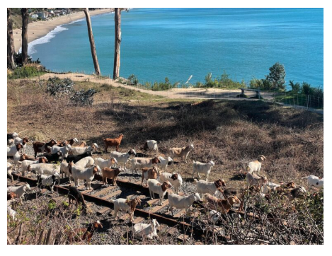 Goats abound the Santa Cruz Branch Rail Line over the next few weeks